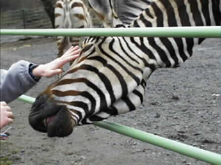 04_zebra.jpg (21393 bytes)